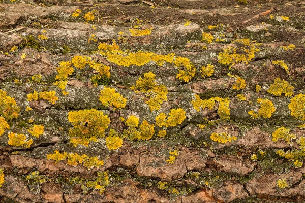 Texture di corteccia di betulla, muschio e lichene . — Foto Stock