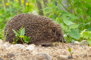 Kirpinin yakın çekim portresi