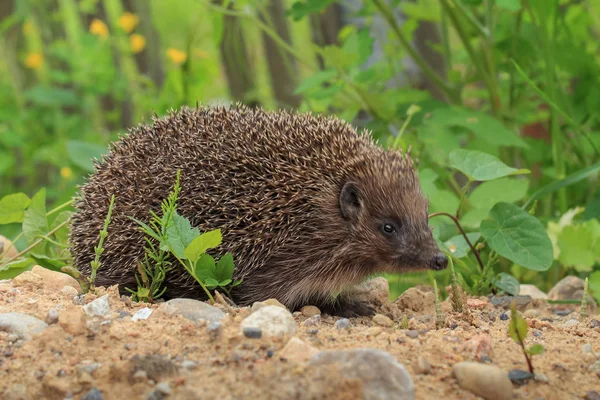 European Hedgehog, Erinaceus europaeus, close-up — Stock Photo, Image