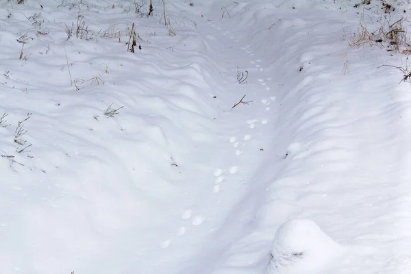 Hare footprints in the snow in the winter forest — Stock Image Hare footprints in the snow in the winter forest Stock Photo