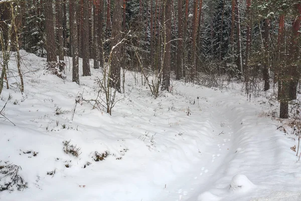 Hare footprints in the snow in the winter forest — Stock Image Hare footprints in the snow in the winter forest Stock Picture