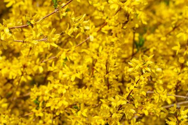 Blooming forsythia, arka plan