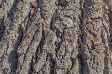 Eski söğüt kabuğunun doğal arka planı