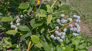 Yaban mersini Vaccinium corymbosum, çiçekli
