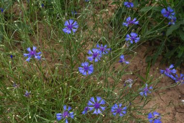 şifalı bitkiler - cornflower mavi Centaurea siyanöz .