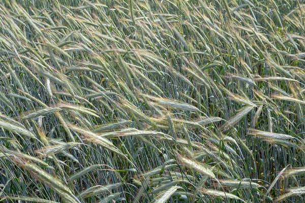 Immature ears of rye swaying in the wind — Stock Photo, Image