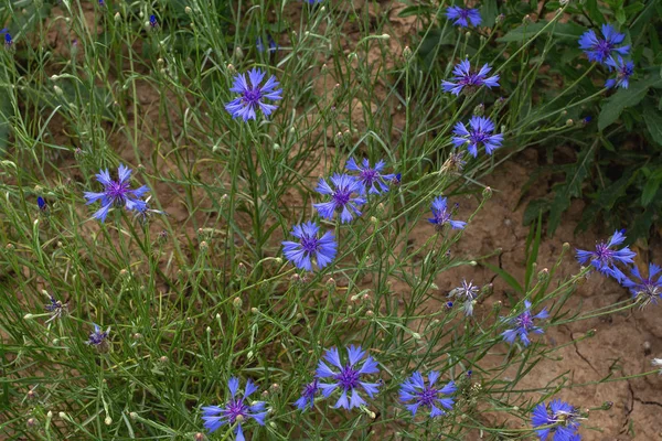 Plantas medicinais - cornflower azul Centaurea cyanus  . — Fotografia de Stock