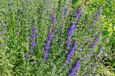 Hyssopus officinalis, hyssop çiçekli bitki