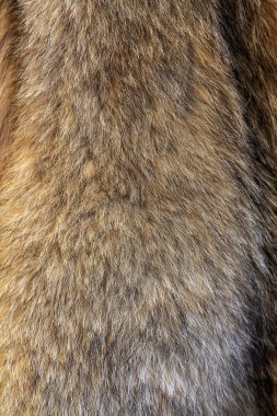 Wolfskin dokusu. Doğal kurt kürkü.