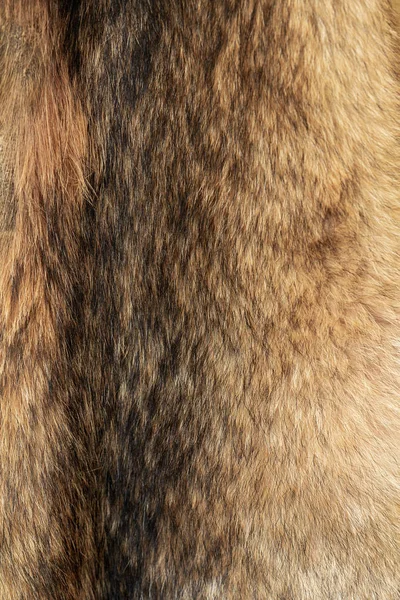 Wolfskin texture. Natural wolf fur.