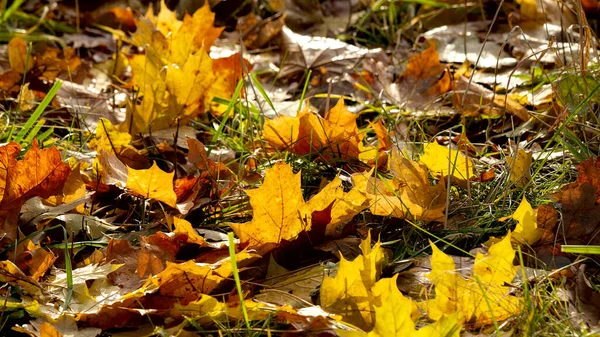 Πεσμένα φύλλα λάμπουν στον ήλιο. — Φωτογραφία Αρχείου