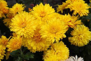 sarı çiçekli kasımpatılar