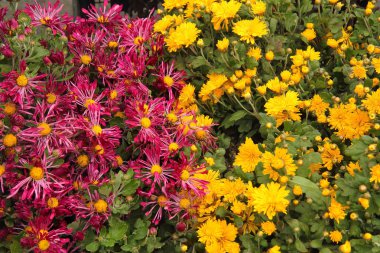 sarı ve mor çiçekli kasımpatılar