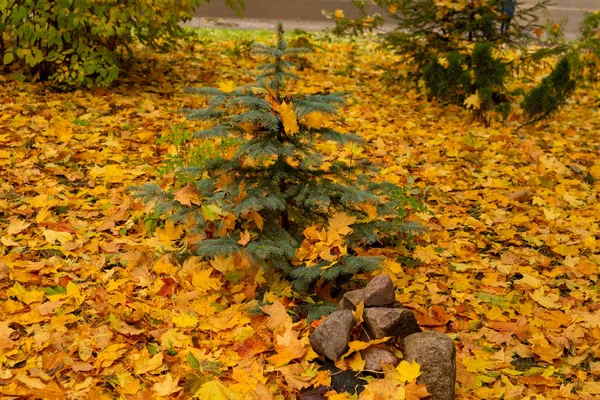 Χρυσό φθινόπωρο, πτώση φύλλων, φύλλα σφενδάμου — Φωτογραφία Αρχείου