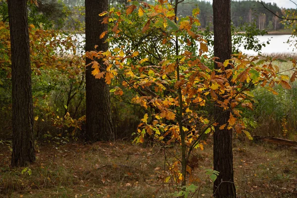 Φθινοπωρινό Δάσος Στη Λίμνη Μια Νεαρή Βελανιδιά Έχει Κίτρινα Φύλλα — Φωτογραφία Αρχείου