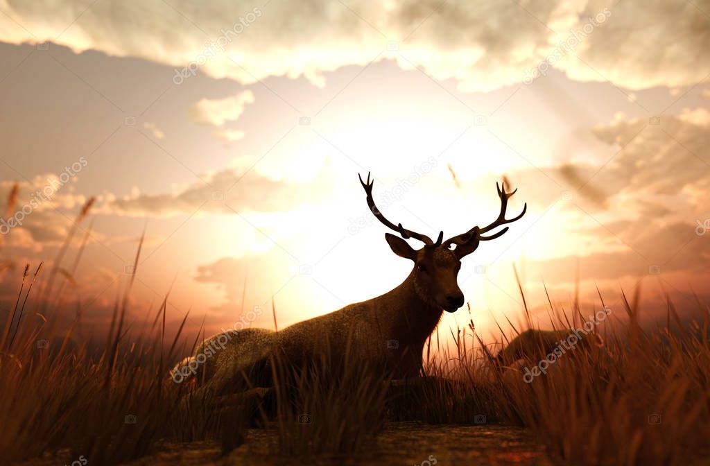 Deer in grass field at sunset or sunrise,3d illustration