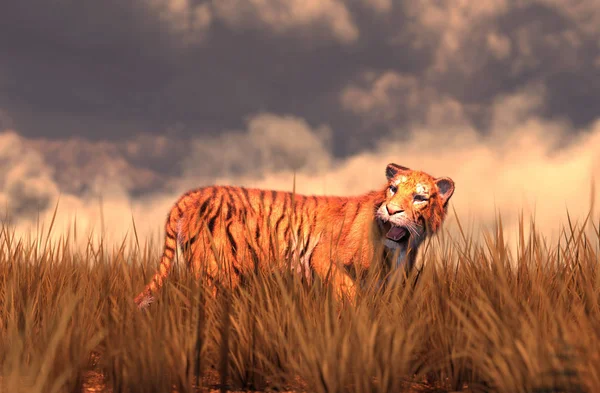 Tiger in field,fantasy conceptual 3d illustration background