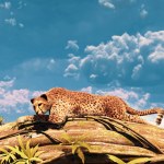 Cheetah resting on a tree trunk