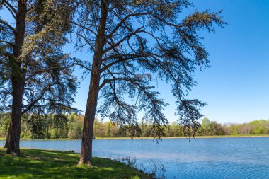 Güzel göl güneşli bahar gününde orman ile. Ülke bahar doğal peyzaj.