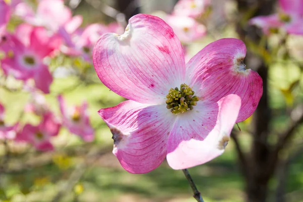 公園で春にハナミズキの木花のクローズ アップ 春の自然な背景 選択と集中 浅い被写し界深度 — ストック写真