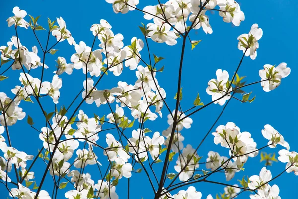 Dogwood Árvore Florescer Primavera Parque Fundo Natural Primavera Foco Seletivo — Fotografia de Stock