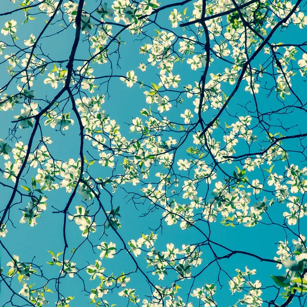 Dogwood Tree Blossom Springtime Park Spring Natural Background Retro Style — Stock Photo, Image