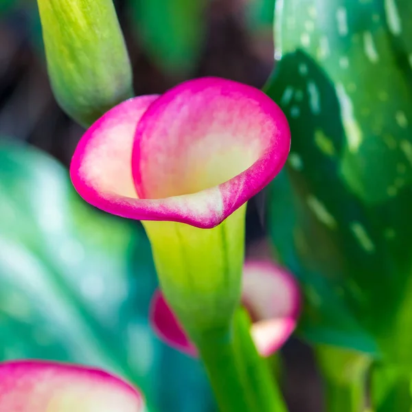 五彩的马蹄莲百合花 抽象的模糊的花朵自然背景 — 图库照片