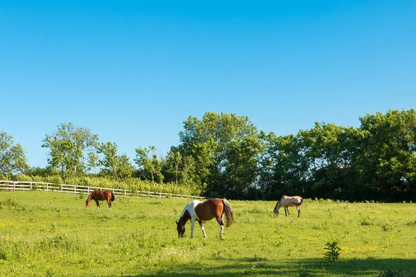 Chevaux Dans Les Pâturages Verts Des Fermes Équestres Pays Paysage — Photo