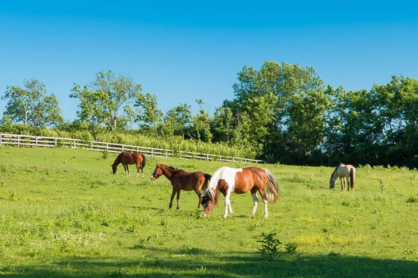 馬の農場の緑の牧草地で馬 田舎の夏の風景 — ストック写真