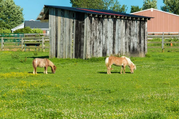 Миниатюрные Лошади Ферме — стоковое фото