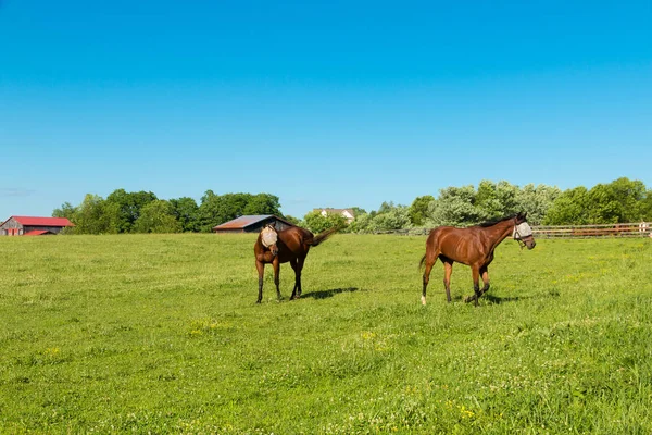 Cavalos Usando Máscaras Mosca Pastos Verdes Fazendas Cavalos País Paisagem — Fotografia de Stock