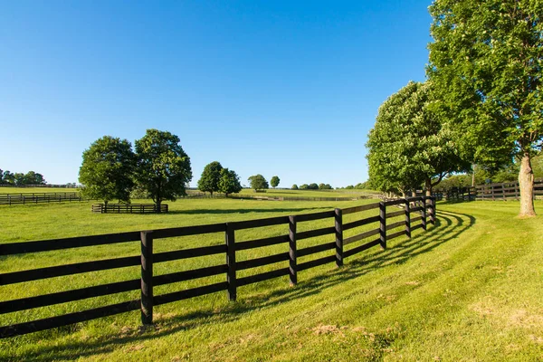 Grüne Weiden Von Pferdehöfen Sommerlandschaft Auf Dem Land — Stockfoto