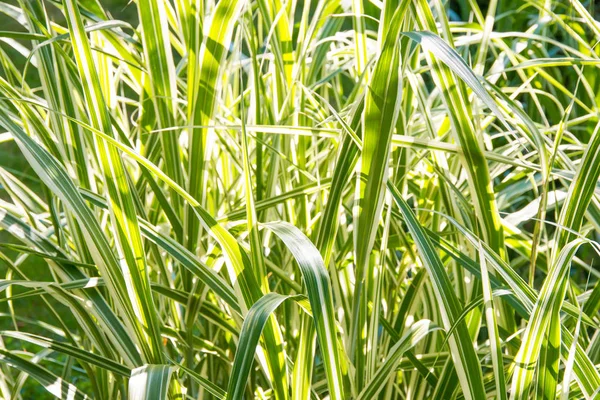 Ornamental Grass Garden Natural Summer Background — Stock Photo, Image