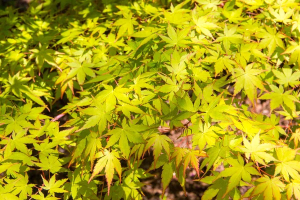 Hojas Verdes Del Dosel Del Árbol Arce Japonés Fondo Natural —  Fotos de Stock