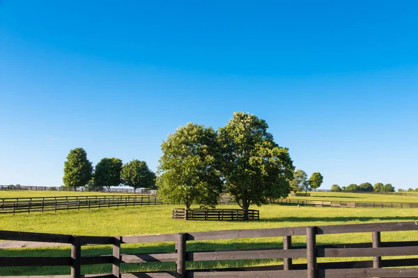 馬の農場の緑の牧草地 田舎の夏の風景 — ストック写真