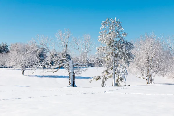 Зимний Природный Ландшафт Белые Деревья После Снегопада — стоковое фото