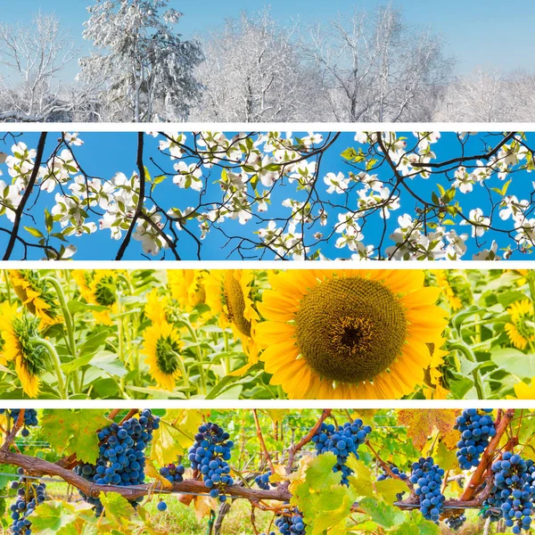 Colagem Quatro Estações Conjunto Belas Paisagens Inverno Primavera Verão Outono — Fotografia de Stock