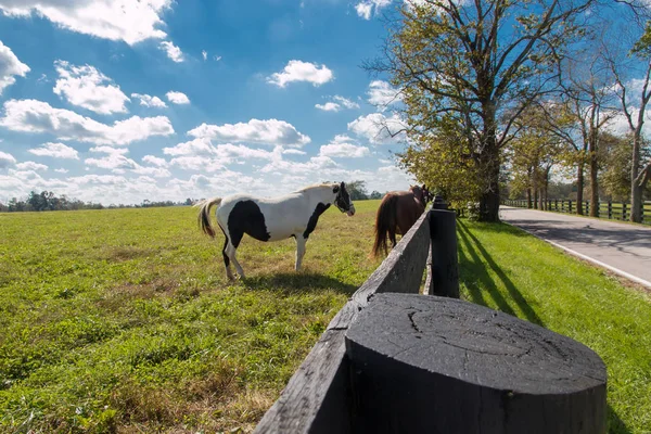 Horsefarm Atlara Ülkenin Peyzaj — Stok fotoğraf