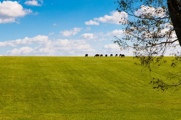 Hästar Horsefarm Land Landskap — Stockfoto