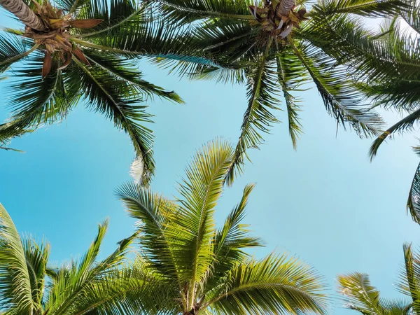 Palmeras Contra Cielo Vacaciones Tropicales — Foto de Stock