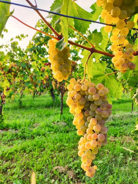 Золотой Виноград Винограднике Селективный Фокус — стоковое фото