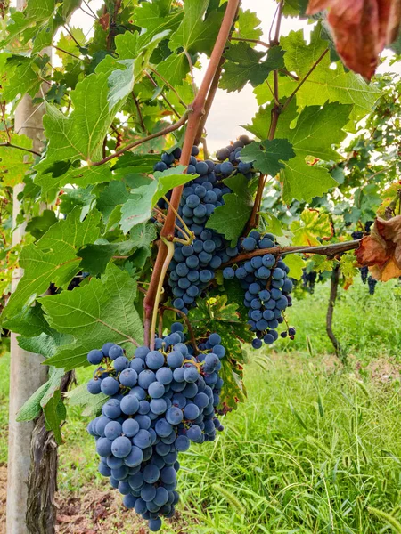 Black Grape Vineyard Selective Focus — Stock Photo, Image