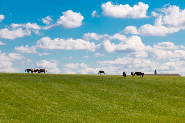 Chevaux à cheval ferme. Paysage rural . — Photo