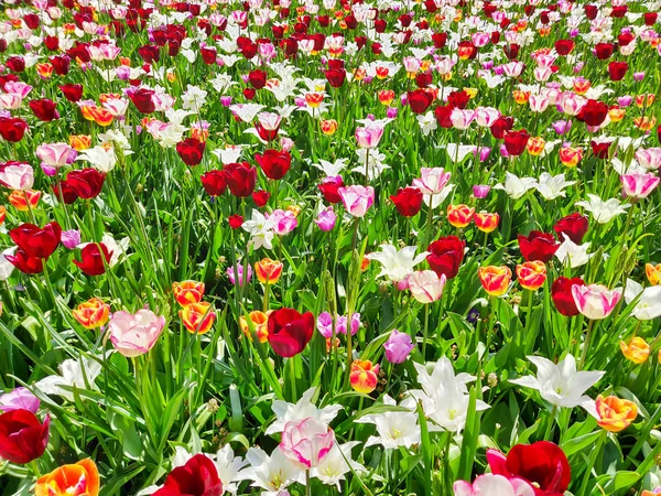 Kleurrijke rode, gele en witte tulpen bloemen veld, natuurlijke SP — Stockfoto