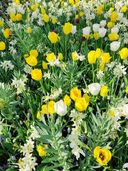 Champ de fleurs de tulipes jaunes et blanches colorées, printemps naturel b — Photo