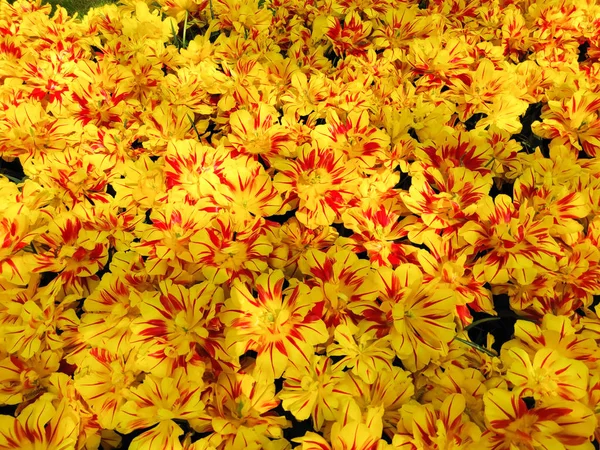 Renkli parlak sarı ve kırmızı lale çiçekler alan, doğal spr — Stok fotoğraf