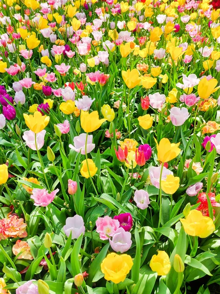 Colorida mezcla de cama de flores de tulipanes amarillo, rosa y rojo, primavera —  Fotos de Stock