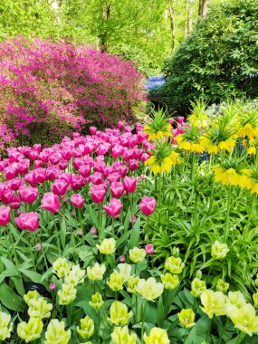 Sarı taç imparatorluk zambak çiçekleri ve kırmızı laleler.