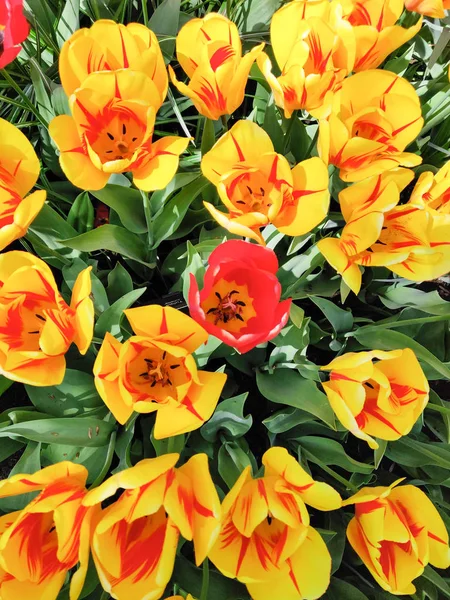 Kleurrijke heldere rode gele tulpen bloemen veld, natuurlijke ashmara — Stockfoto