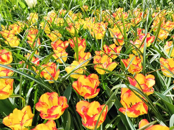 Bunte leuchtend gelbe und rote Tulpen Blumen Feld, natürliche spr — Stockfoto